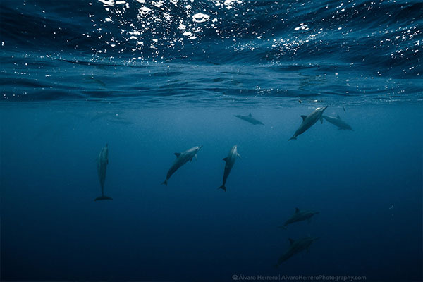Tahiti Shark Expéditions